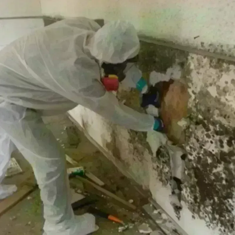 Mold Remediation and Removal in Three Rivers, TX